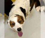 Small #1 Spaniel Mix