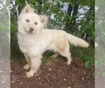 Small #2 Golden Retriever-Huskies  Mix