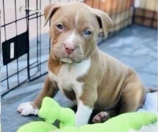 Medium Photo #6 American Pit Bull Terrier Puppy For Sale in ABERDEEN, SD, USA