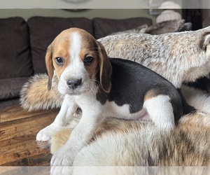 Beagle Puppy for sale in FORDLAND, MO, USA