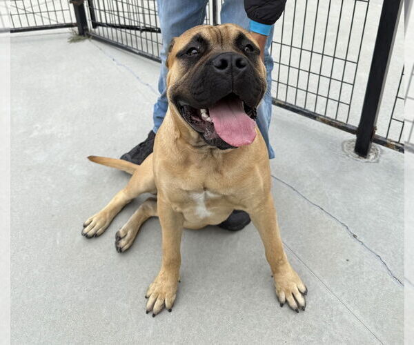 Medium Photo #3 Bullmastiff Puppy For Sale in Salinas, CA, USA