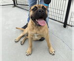Small #2 Bullmastiff