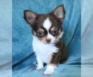 Chihuahua Puppy for sale in MUSKOGEE, OK, USA