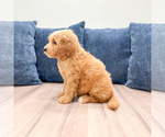 Small #1 Goldendoodle (Miniature)