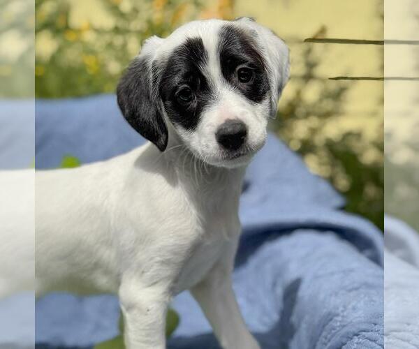 Medium Photo #8 Colonial Cocker Spaniel-Unknown Mix Puppy For Sale in San Diego, CA, USA