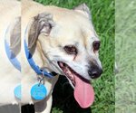 Small #1 Chihuahua Mix