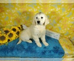 Small Photo #65 English Cream Golden Retriever Puppy For Sale in PEYTON, CO, USA