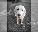 Small Photo #3 Great Pyrenees Puppy For Sale in Bountiful, UT, USA