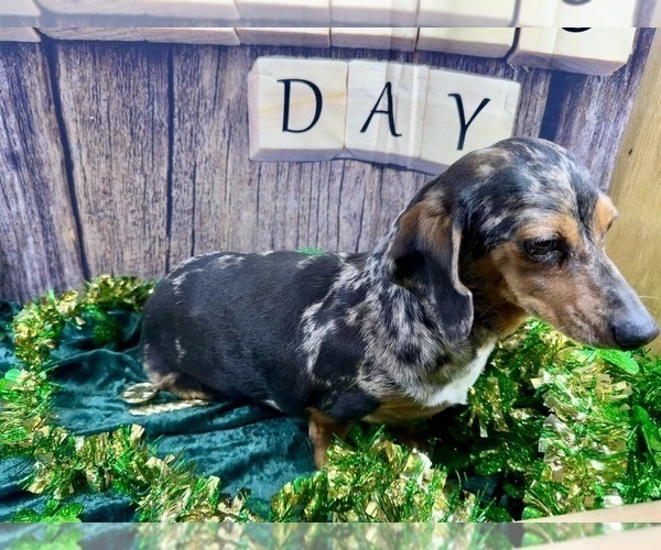 Medium Photo #11 Dachshund Puppy For Sale in CASSVILLE, MO, USA