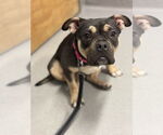 Small #3 American Pit Bull Terrier-Bulldog Mix