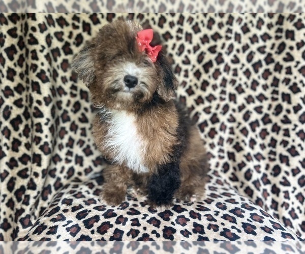 Medium Photo #5 ShihPoo Puppy For Sale in LAKELAND, FL, USA
