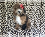 Small #4 ShihPoo