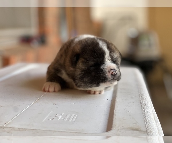 Medium Photo #3 Akita Puppy For Sale in ARLINGTON, TX, USA