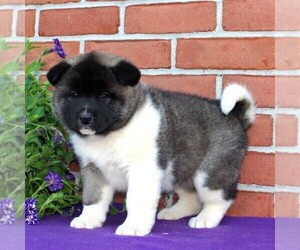 Akita Puppy for sale in DRUMORE, PA, USA