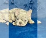 Small Photo #60 French Bulldog Puppy For Sale in HOUSTON, TX, USA