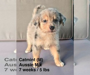 Australian Shepherd-Unknown Mix Dogs for adoption in pomfret, CT, USA