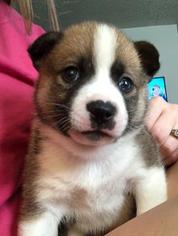 Pomsky Puppy for sale in HOWE, OK, USA