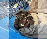 Small Photo #2 Labradoodle Puppy For Sale in Scottsboro, AL, USA