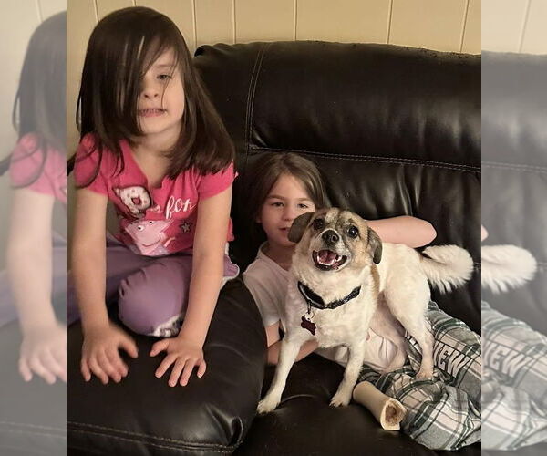 Medium Photo #4 Eskimo-Chi Puppy For Sale in Chester, NJ, USA