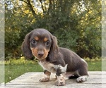 Small #1 Dachshund