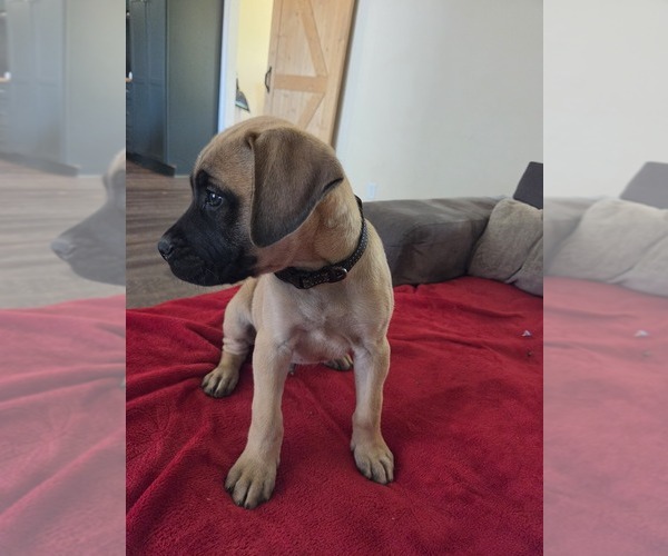 Medium Photo #24 Mastiff Puppy For Sale in WALNUT COVE, NC, USA