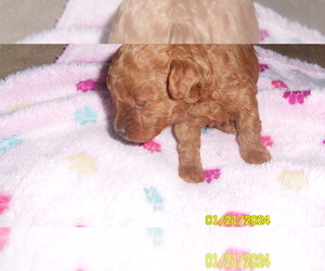 Poodle (Toy) Puppy for sale in DULUTH, GA, USA