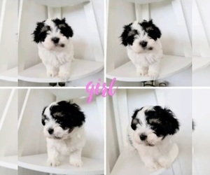Mal-Shi Puppy for sale in PLYMOUTH, MA, USA