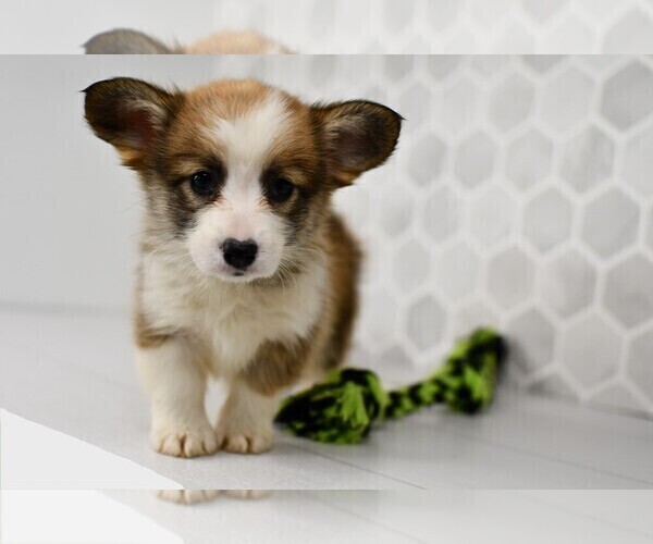 Medium Photo #24 Pembroke Welsh Corgi Puppy For Sale in MIDDLEBURY, IN, USA