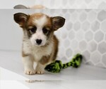 Small #23 Pembroke Welsh Corgi