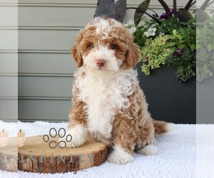 Bernedoodle (Miniature) Puppy for sale in NARVON, PA, USA