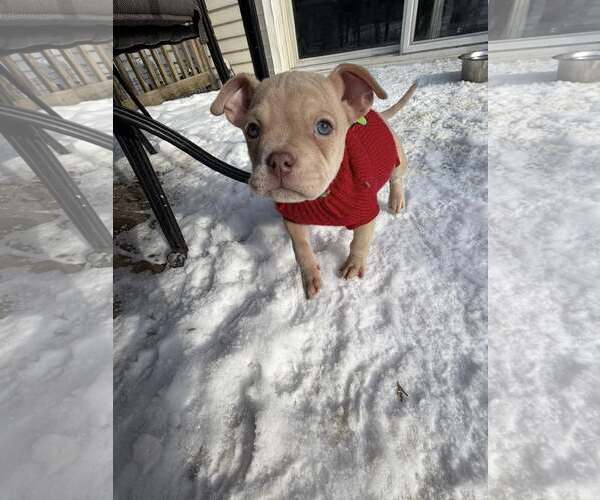 Medium Photo #1 French Bullhuahua Puppy For Sale in Belleville, MI, USA