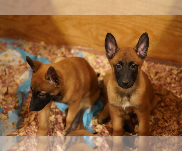 Medium Photo #8 Belgian Malinois Puppy For Sale in WASHINGTON, DC, USA