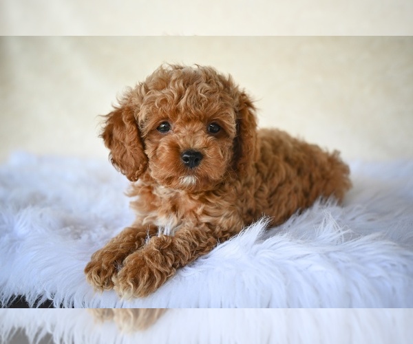 Medium Photo #3 Cock-A-Poo Puppy For Sale in MILLERSBURG, OH, USA