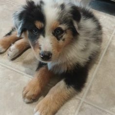 Father of the Australian Shepherd puppies born on 05/29/2017