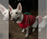 Small white german shepherd Mix