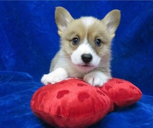 Pembroke Welsh Corgi Puppy for sale in NORWOOD, MO, USA