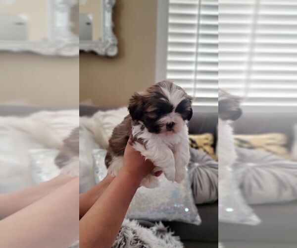 Medium Photo #4 Shih Tzu Puppy For Sale in MISSION VIEJO, CA, USA