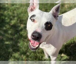 American Pit Bull Terrier-Unknown Mix Dogs for adoption in Tulsa, OK, USA