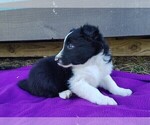 Small Photo #4 Border Collie Puppy For Sale in NORBORNE, MO, USA