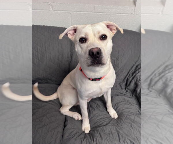 Medium Photo #1 Labrador Retriever-Unknown Mix Puppy For Sale in Muskegon, MI, USA