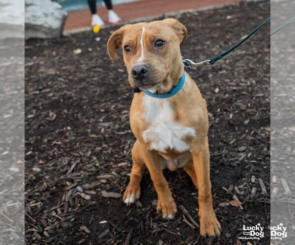 Medium Photo #6 Beagle-Unknown Mix Puppy For Sale in Washington, DC, USA