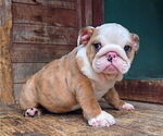Small #1 English Bulldog