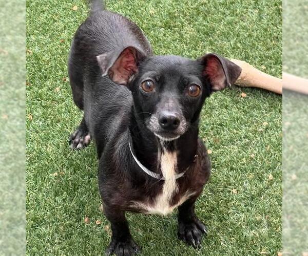 Medium Photo #6 Chihuahua Puppy For Sale in San Diego, CA, USA