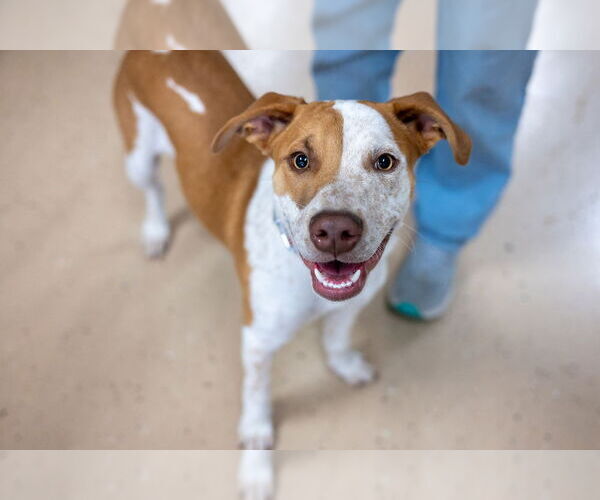 Medium Photo #6 Mutt Puppy For Sale in Mundelein, IL, USA