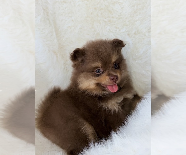 Medium Photo #5 Pomeranian Puppy For Sale in JOLIET, IL, USA