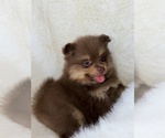 Small #4 Pomeranian