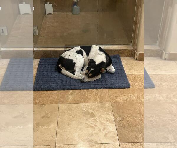 Medium Photo #4 Mutt Puppy For Sale in Chandler, AZ, USA