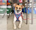 Small Photo #6 Mutt Puppy For Sale in Mundelein, IL, USA