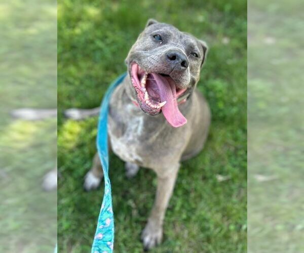 Medium Photo #10 American Pit Bull Terrier Puppy For Sale in Princeton, MN, USA