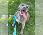Small #9 American Pit Bull Terrier